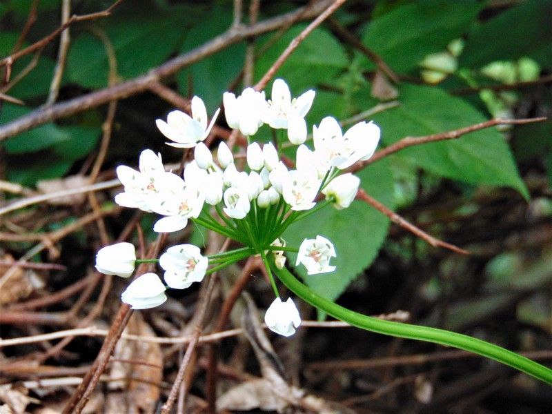 pianta da determinare - Allium sp.